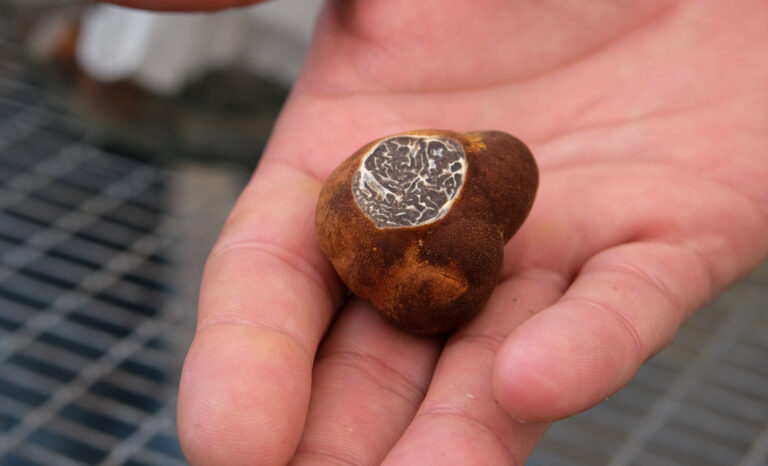 Cette image montre une main tenant une truffe des Appalaches, un champignon souterrain aux caractéristiques distinctives. La truffe présente une teinte extérieure brunâtre et une texture légèrement rugueuse. Une coupe partielle révèle son intérieur marbré, typique des truffes, avec un contraste de veines blanches et sombres. L’arrière-plan flou, composé de lignes grises et noires, suggère une surface grillagée, peut-être dans un environnement de culture ou de récolte contrôlé. L’image met en valeur le détail et l’aspect précieux de ce produit gastronomique rare.