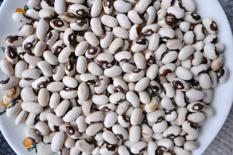 La photo présente une assiette remplie de haricots Fortin, une variété de haricots secs distinctifs par leur apparence bicolore. Ces grains ovales, à la teinte beige pâle, sont marqués d’une tache brun foncé autour de l’œil, leur conférant un aspect unique et reconnaissable. Leur texture lisse et leur taille uniforme témoignent d’une récolte soignée.