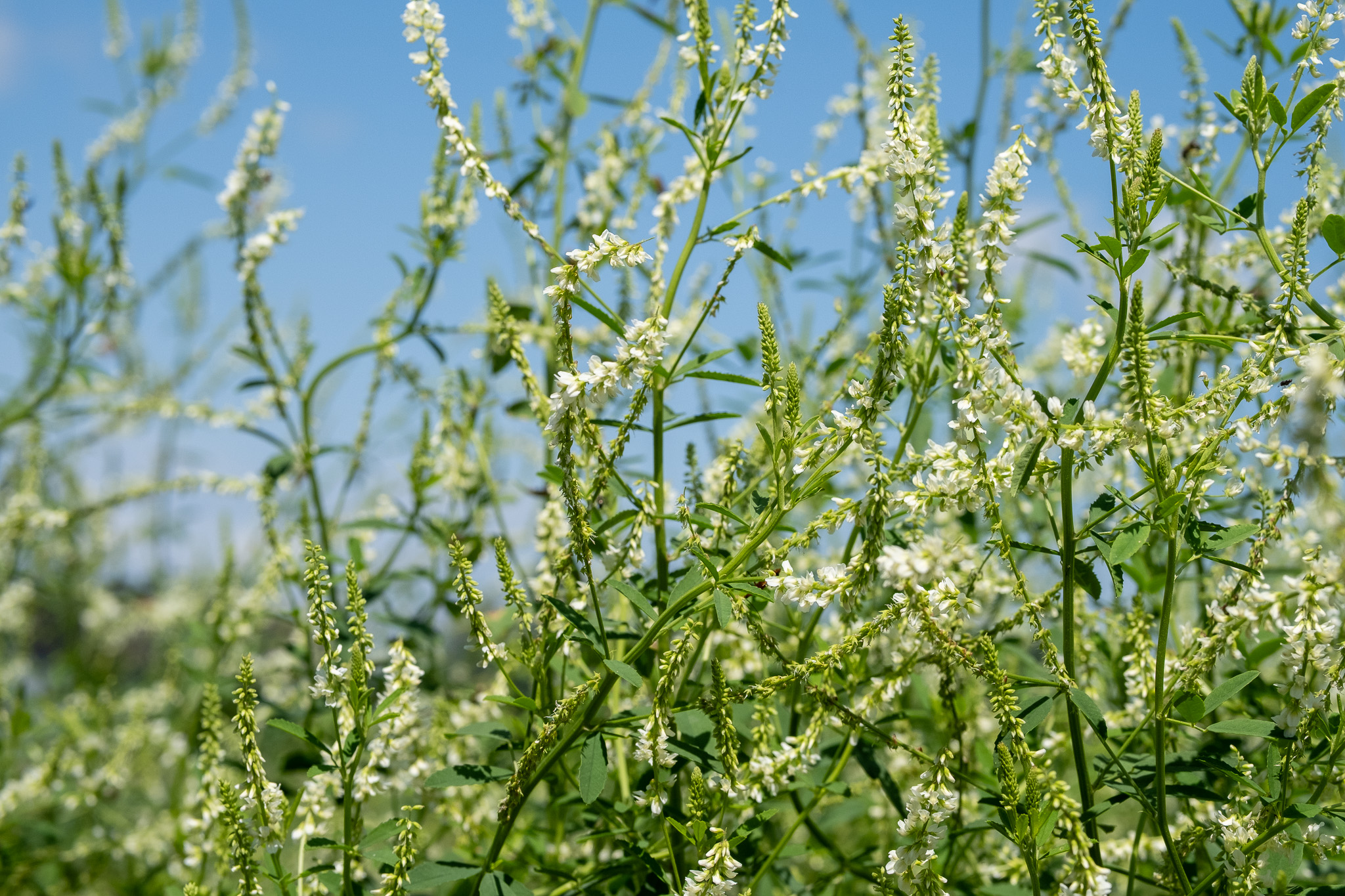 On voit ici un champ abondant de mélilot blanc en pleine floraison, baigné de lumière sous un ciel bleu éclatant. Les tiges élancées sont couvertes de petites fleurs blanches disposées en grappes allongées, caractéristiques de cette plante de la famille des fabacées. Le feuillage vert vif contraste délicatement avec la blancheur des fleurs, créant une scène à la fois sauvage et apaisante. Cette floraison estivale, typique de la mi-juillet au Québec, embaume l’air d’un parfum doux évoquant le foin et la vanille — une véritable signature olfactive de nos campagnes.