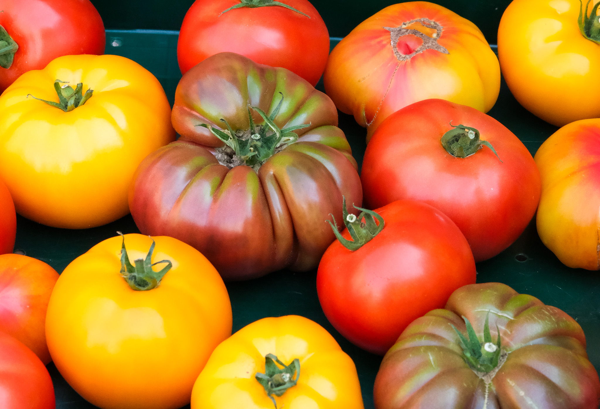 Des tomates patrimoniales, fraîchement récoltées. On y voit une variété de formes, de tailles et surtout de couleurs vibrantes : du rouge classique au jaune éclatant, en passant par des teintes plus foncées tirant sur le violet et le vert olive. Au centre, une tomate côtelée aux nuances pourpres se démarque par son apparence rustique et irrégulière, typique des variétés anciennes. L’ensemble évoque la diversité et la richesse des cultures maraîchères locales, avec un accent sur la fraîcheur, la saisonnalité et le goût.