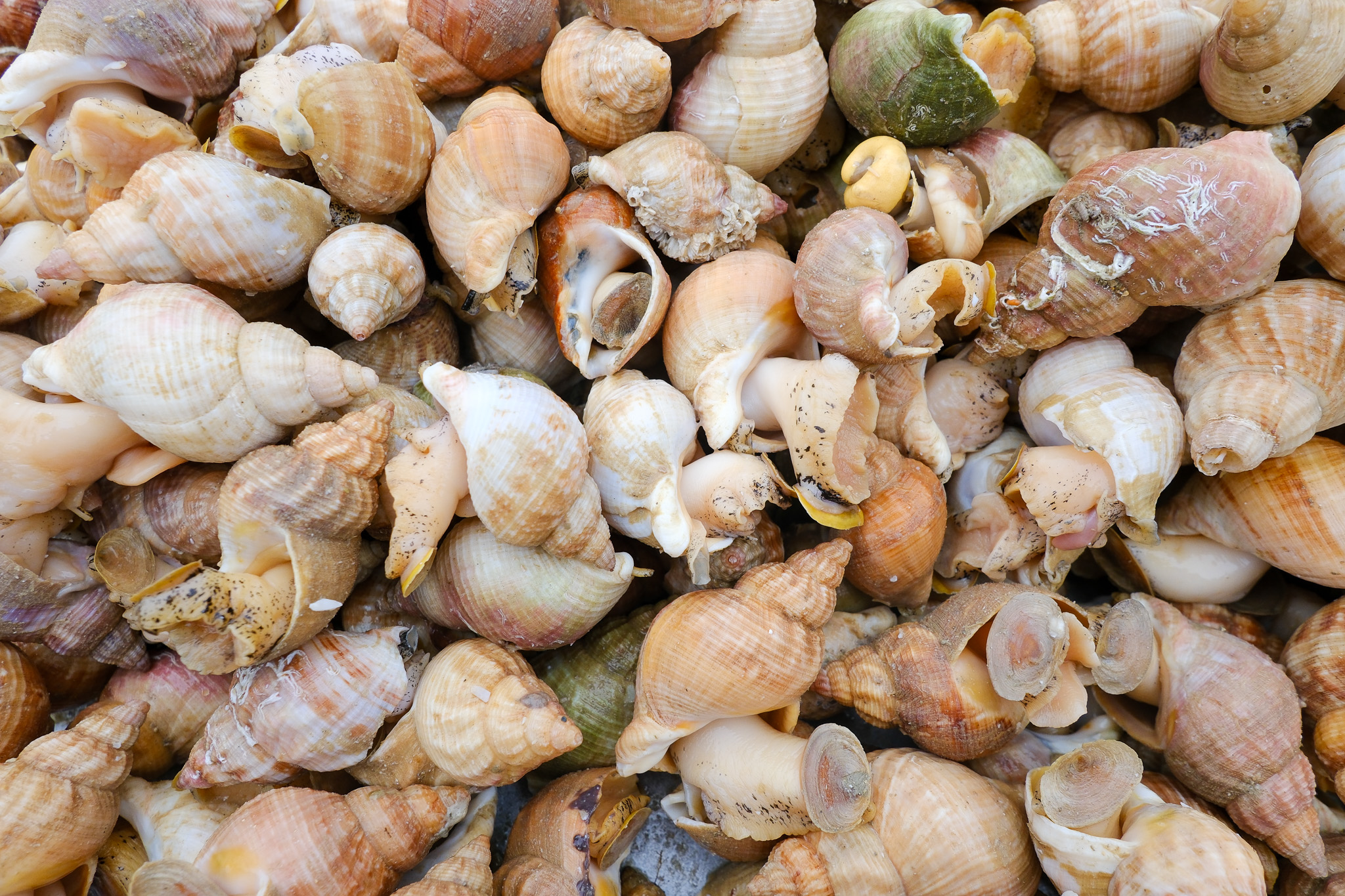 Cette photo montre un amas de bulots frais, ces coquillages emblématiques des étals de fruits de mer en Normandie. Leurs coquilles spiralées, aux nuances de beige, de crème, d’orangé et de brun rosé, composent une mosaïque presque minérale.
