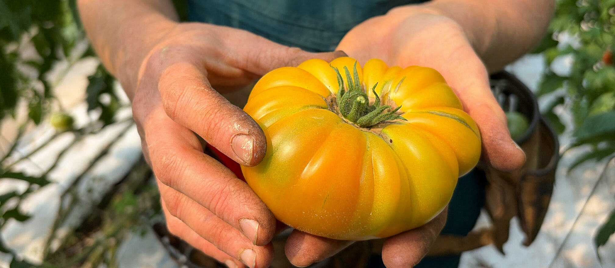 Une productrice tient dans ses mains une grosse tomate ancestrale jaune orangé fraîchement cueillie dans une serre.